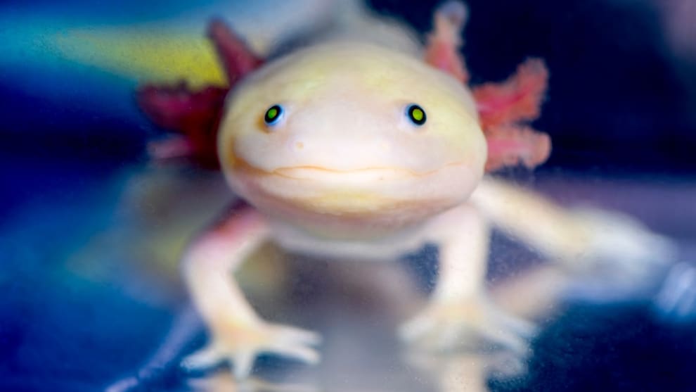 Ambystoma mexicanum