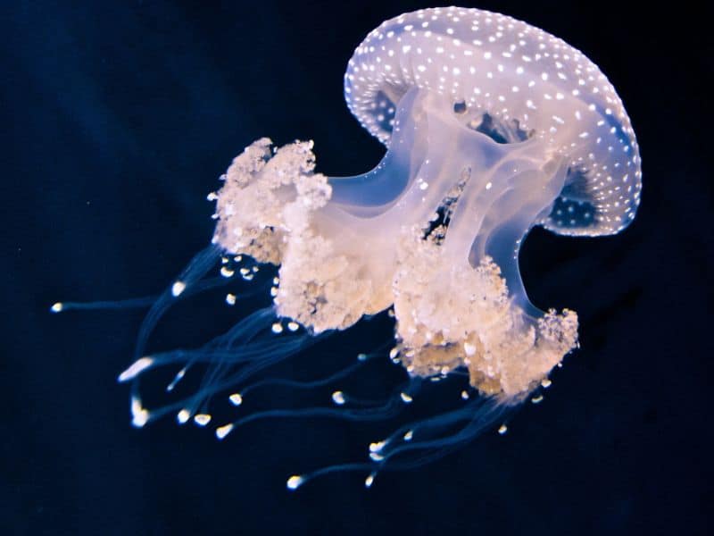 Medusozoa